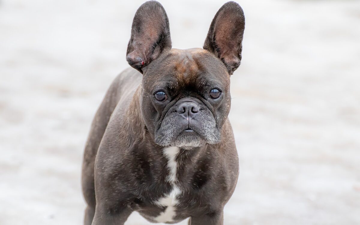 Ein Hund der Rasse Französische Bulldogge Ein Hund der Rasse Französische Bulldogge