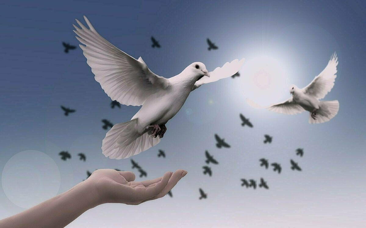 Friedenstaube Friedenstaube