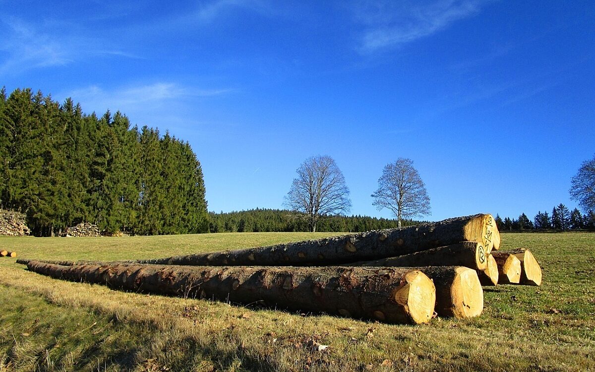Lange Baumstämme liegen auf einer Wiese Lange Baumstämme liegen auf einer Wiese