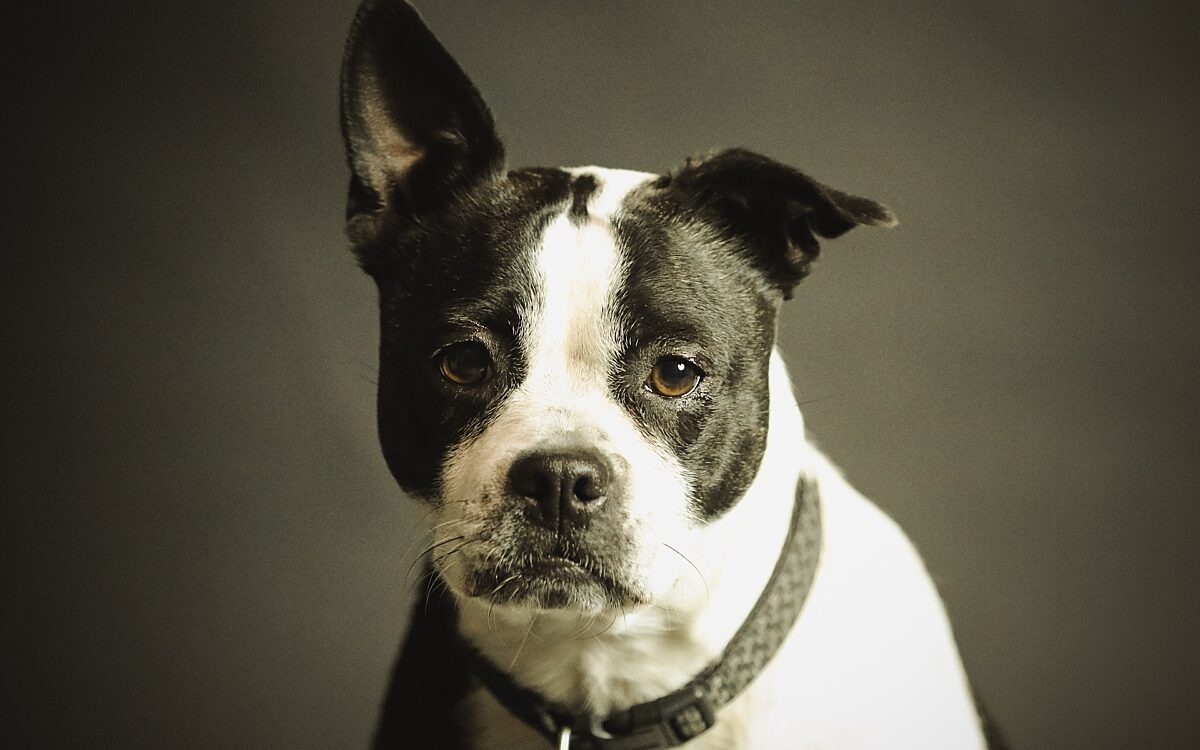 Ein Hund guckt traurig in die Kamera Ein Hund guckt traurig in die Kamera