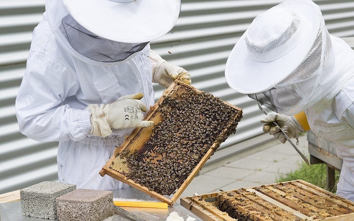 Zwei Imker über einem Bienenstock Zwei Imker über einem Bienenstock