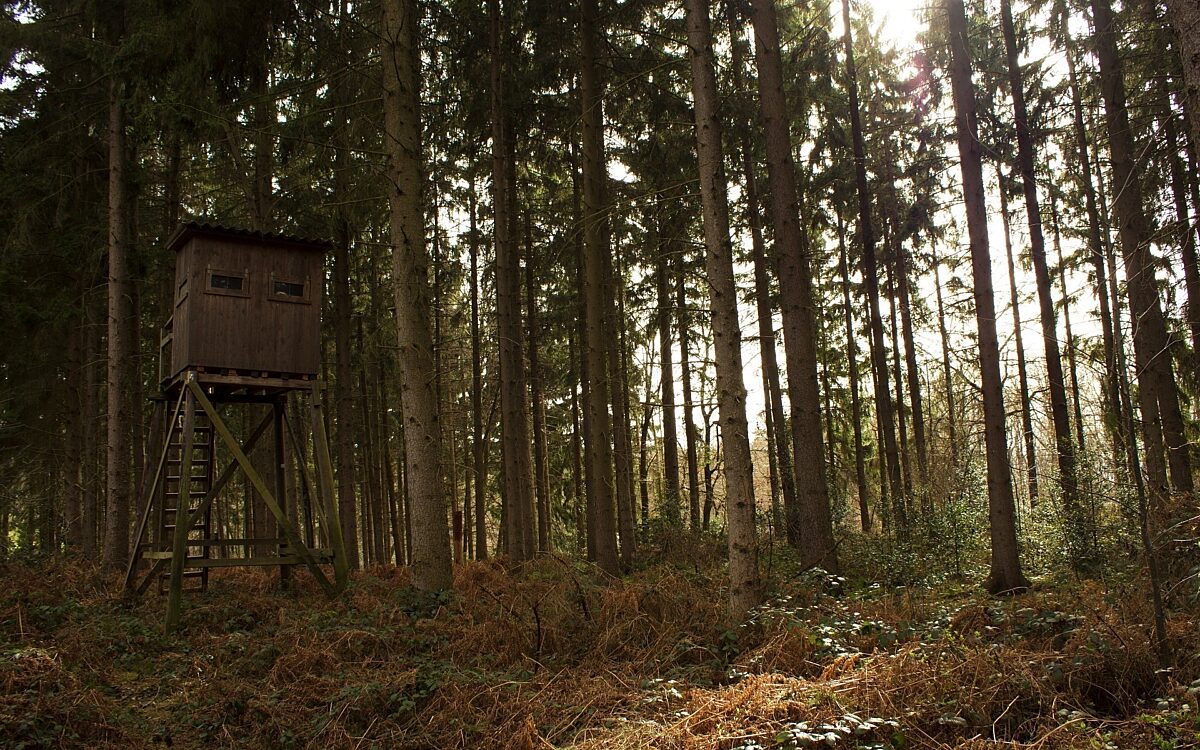 Jagd wald ansitz Jagd wald ansitz