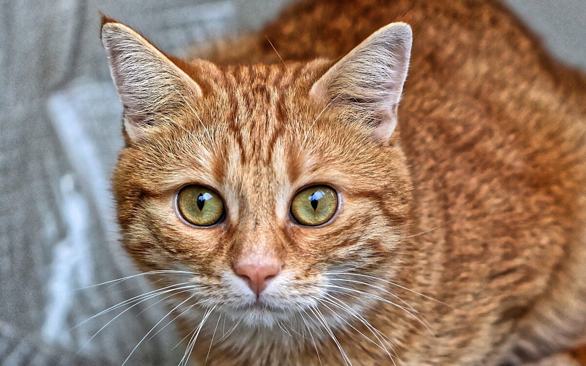 Eine Katze Tier Katze