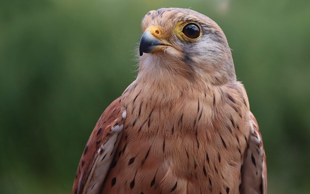 Ein Turmfalke Ein Turmfalke