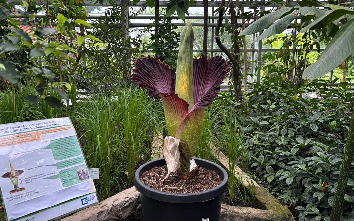 Ein kleiner Titanwurz blüht im Botanischen Garten Würzburg Ein kleiner Titanwurz blüht im Botanischen Garten Würzburg