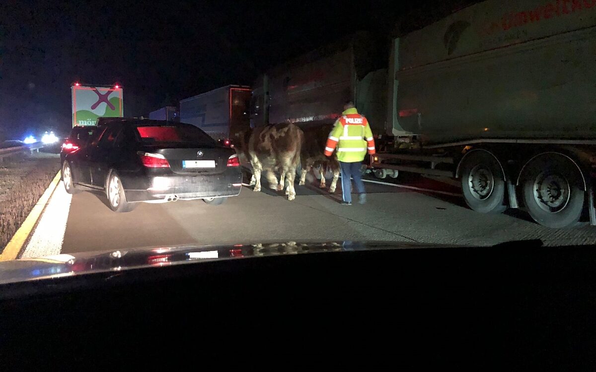 Ein Polizist treibt Kühe auf der A7 zusammen Ein Polizist treibt Kühe auf der A7 zusammen