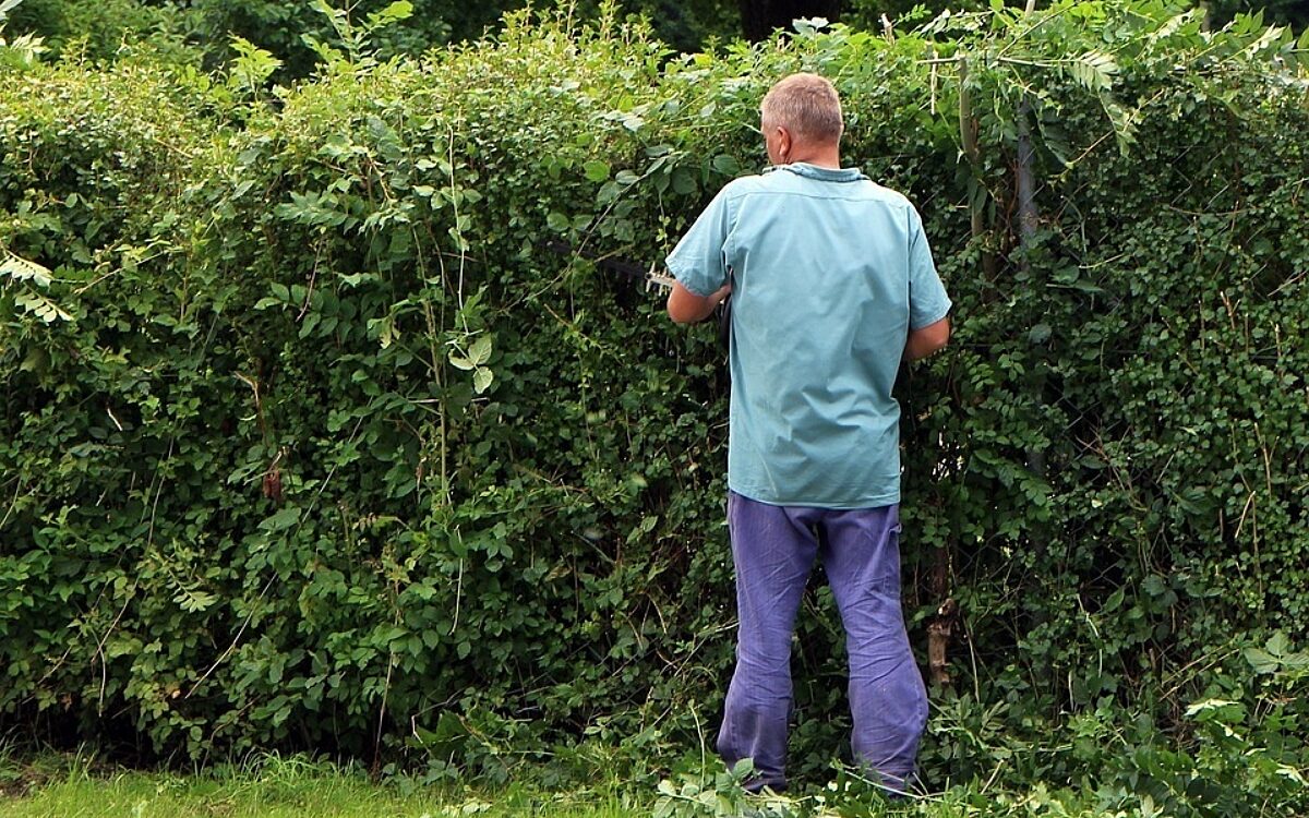 Hecke roden Hecke roden