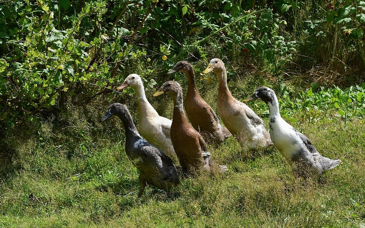 Laufenten in einem Garten Laufenten in einem Garten