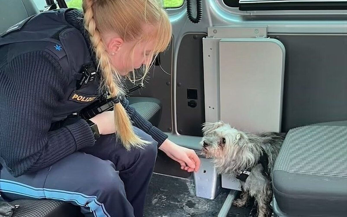 Der vermeintliche Wolpertinger, Mischlingshund Wurschtl Der vermeintliche Wolpertinger, Mischlingshund Wurschtl