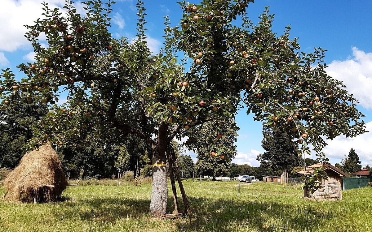 Ein Obstbaum in Marktheidenfeld Ein Obstbaum in Marktheidenfeld