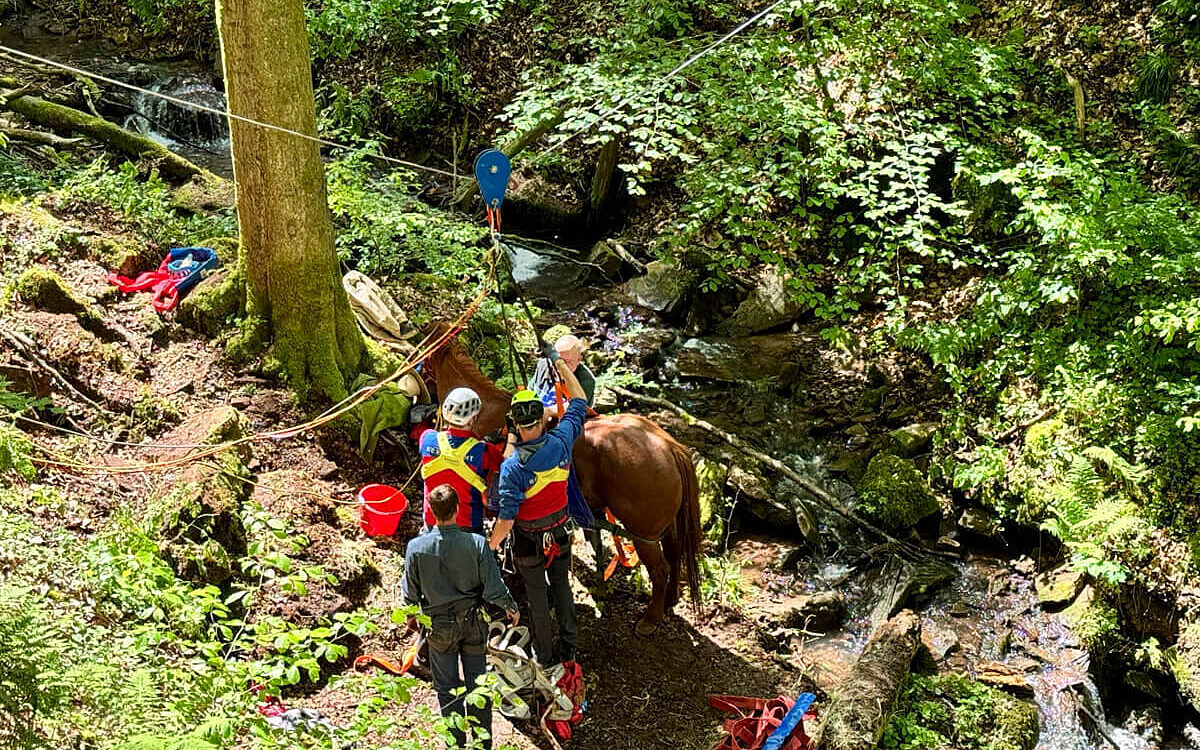 Das Pferd wird für die Befreiung aus der Schlucht vorbereitet Das Pferd wird für die Befreiung aus der Schlucht vorbereitet