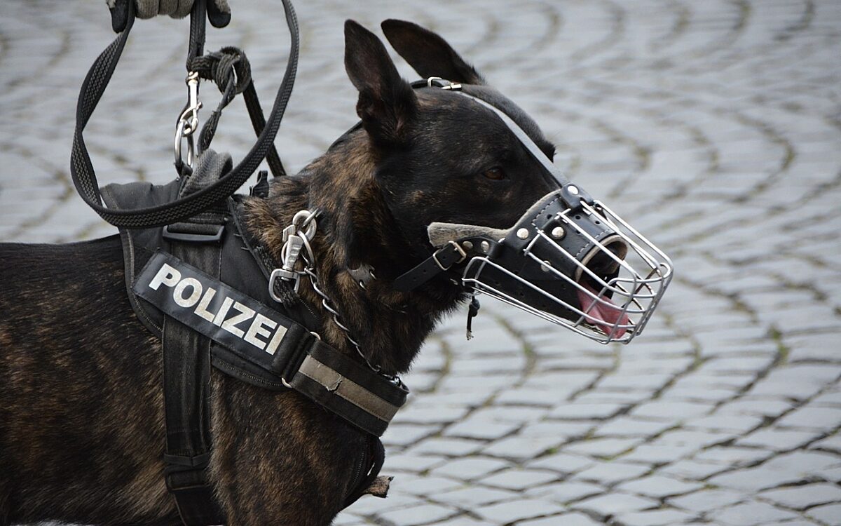 Ein Polizeihund mit Bisschutz Ein Polizeihund mit Bisschutz