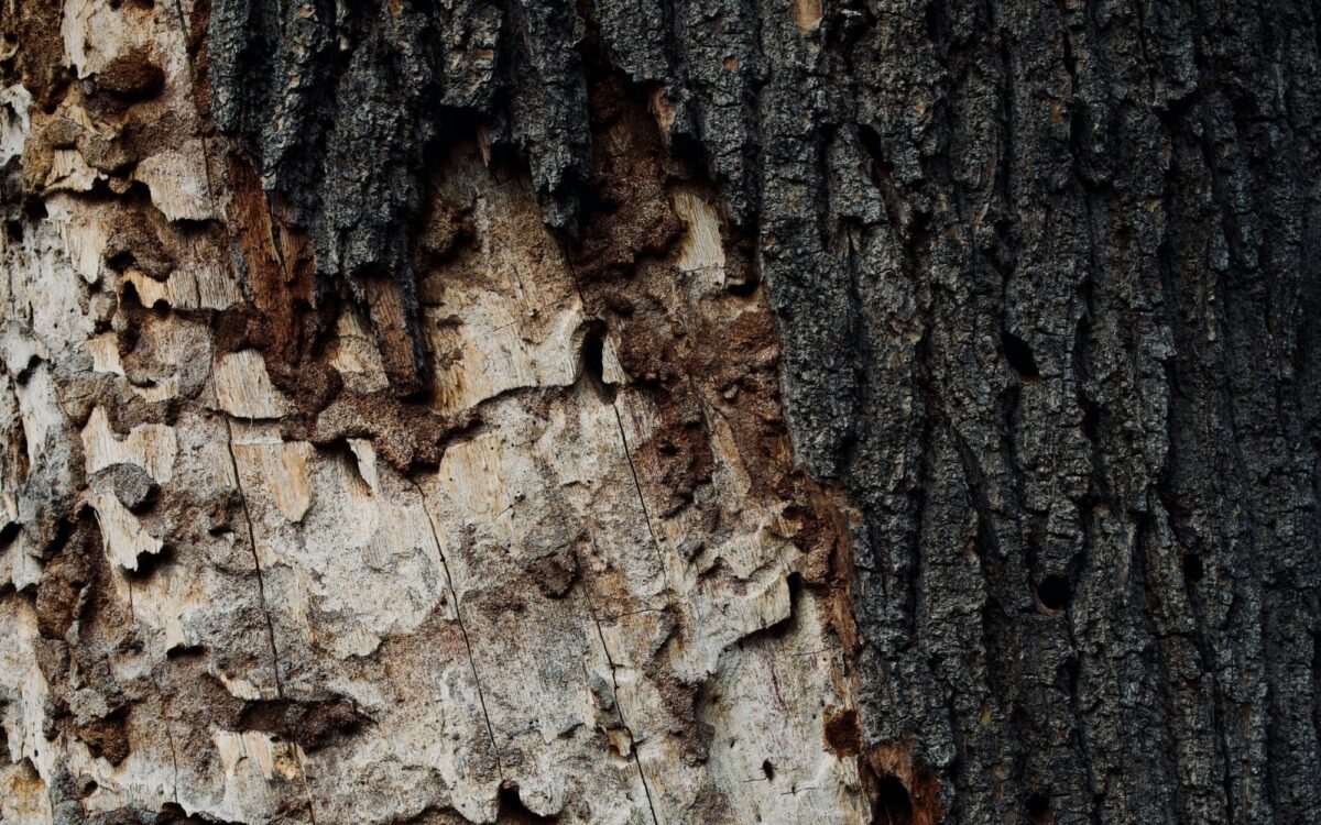 Ein Baum der von einem Borkenkäfer befallen wurde