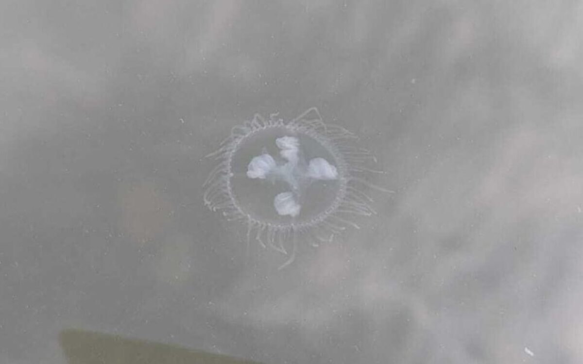 Eine Qualle im Dettelbacher Baggersee Eine Qualle im Dettelbacher Baggersee