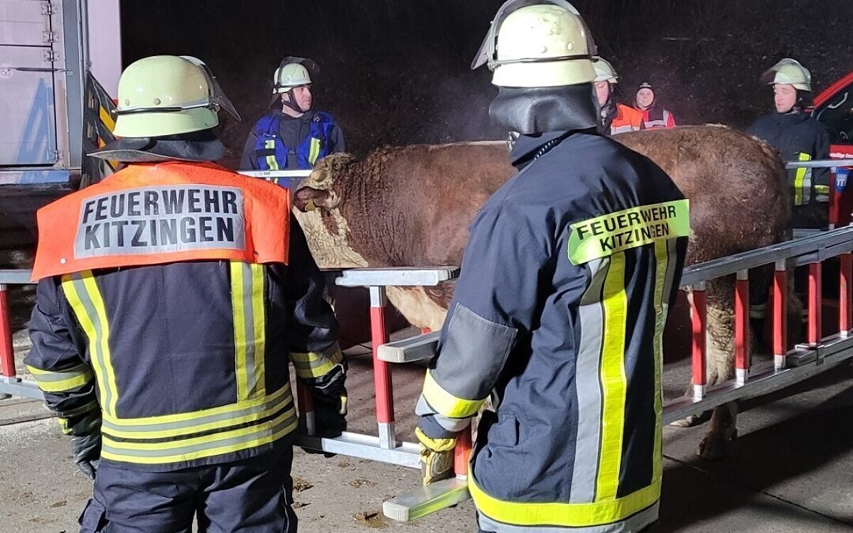 Ein Rind wurde von Feuerwehrleuten eingefangen Ein Rind wurde von Feuerwehrleuten eingefangen