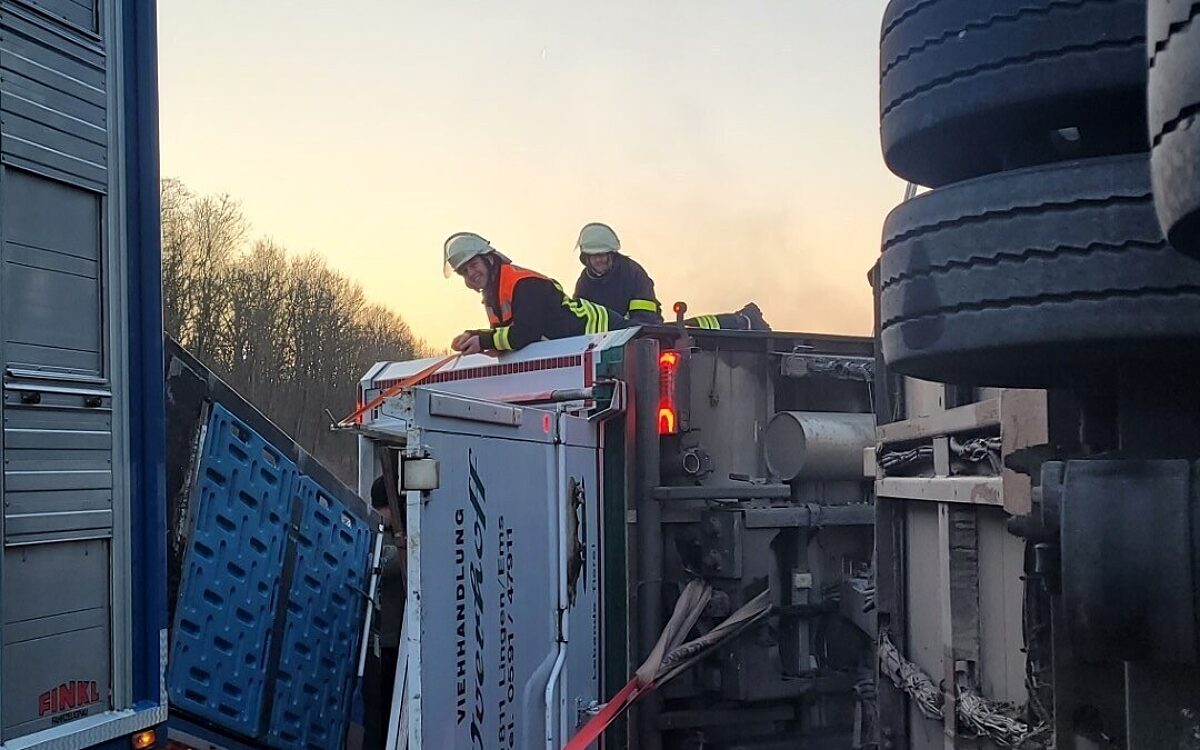 Der umgestürzte Tiertransporter auf der A7 Der umgestürzte Tiertransporter auf der A7