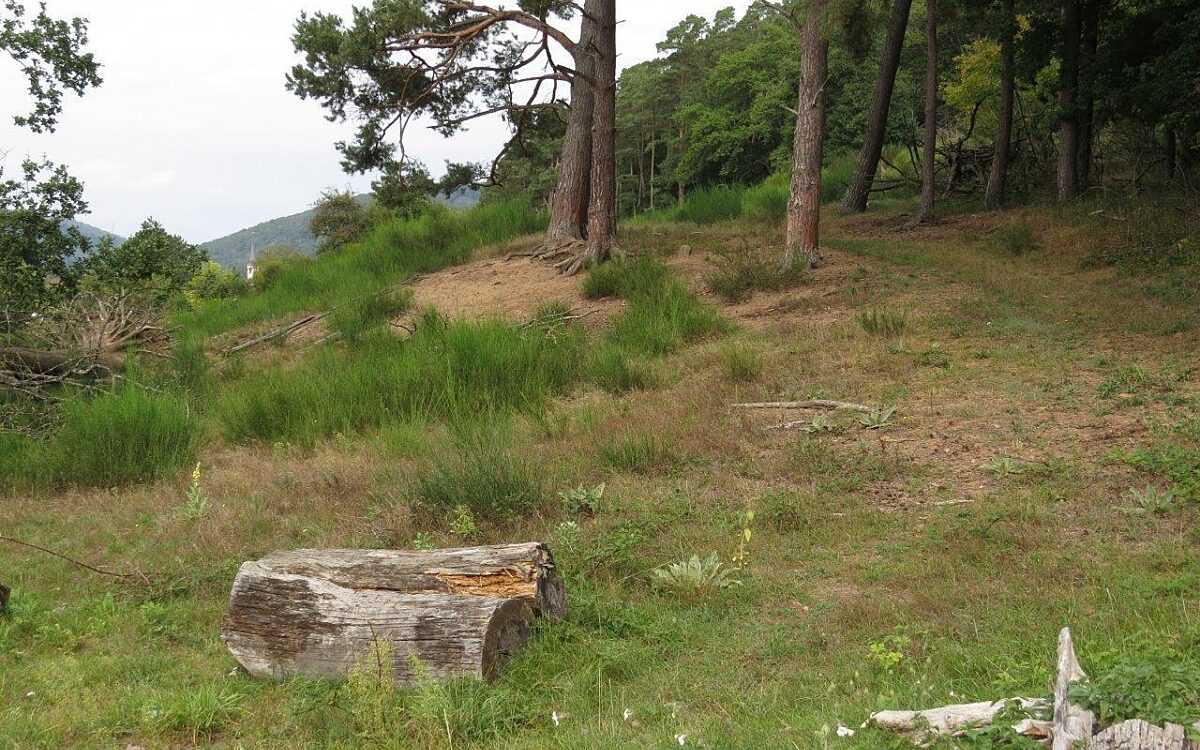 Ein seltener Sandrasen im Landkreis Main-Spessart Ein seltener Sandrasen im Landkreis Main-Spessart