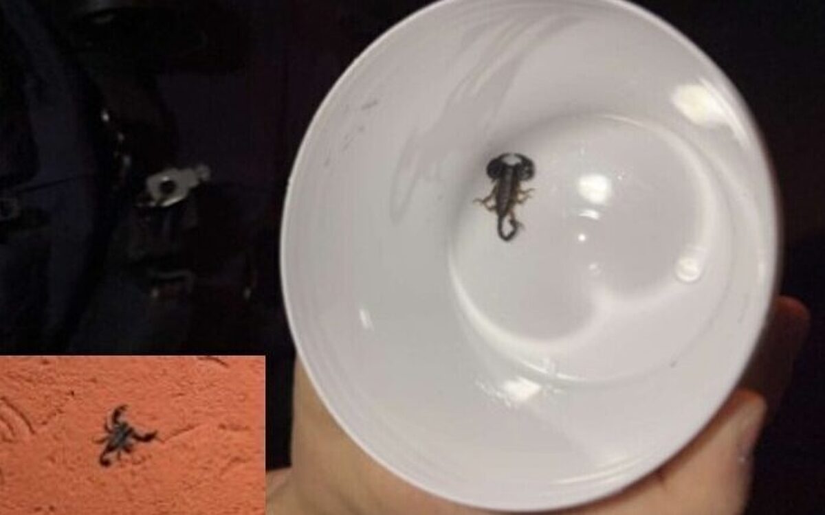 Dieser Skorpion war in Rottendorf unterwegs Dieser Skorpion war in Rottendorf unterwegs