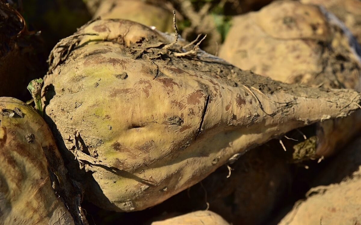 Symbolbild Zuckerrübe Symbolbild Zuckerrübe