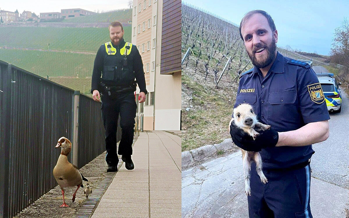 Tiere und polizei collage Tiere und polizei collage