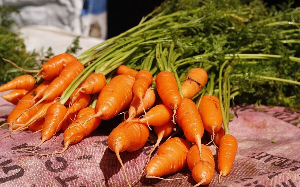 Symbolbild Karotten Symbolbild Karotten
