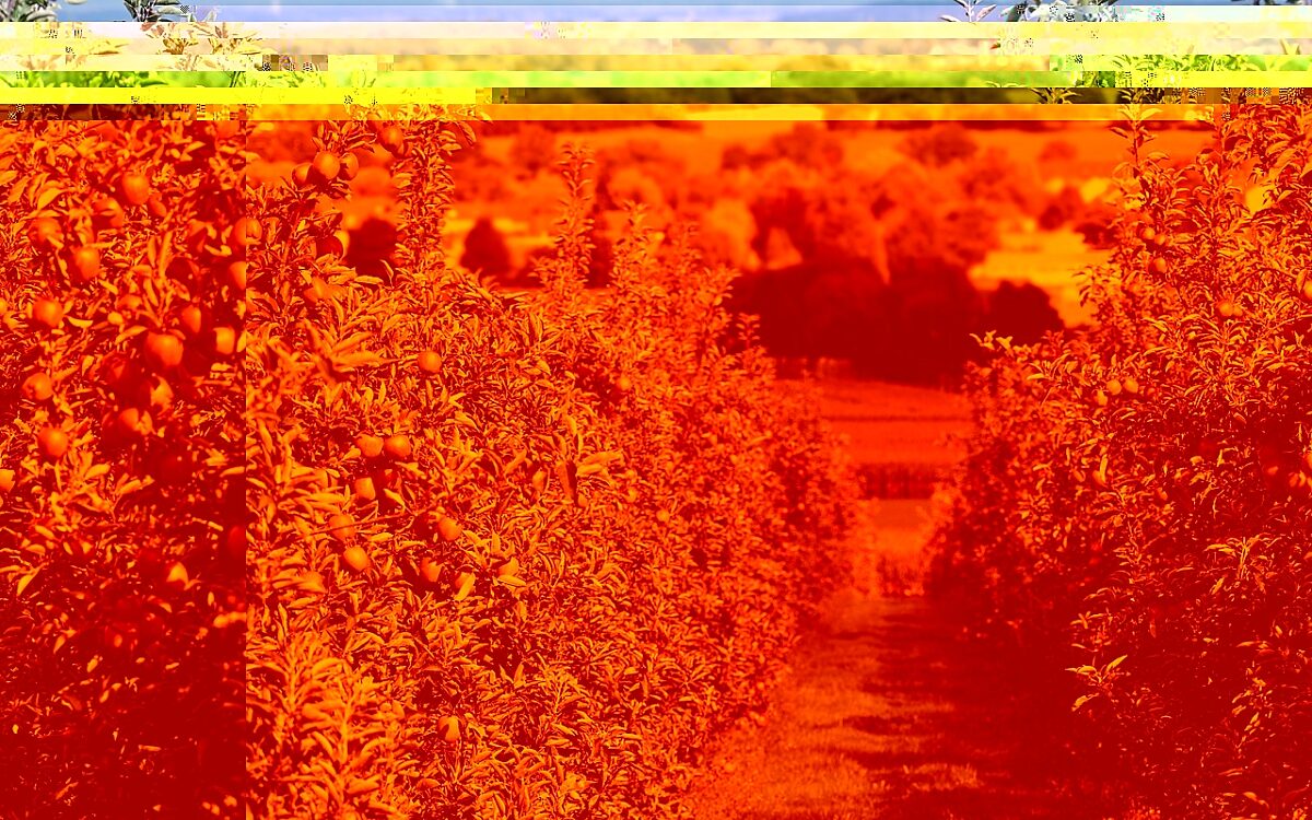 Viele Apfelbäume in zwei Reihen Viele Apfelbäume in zwei Reihen