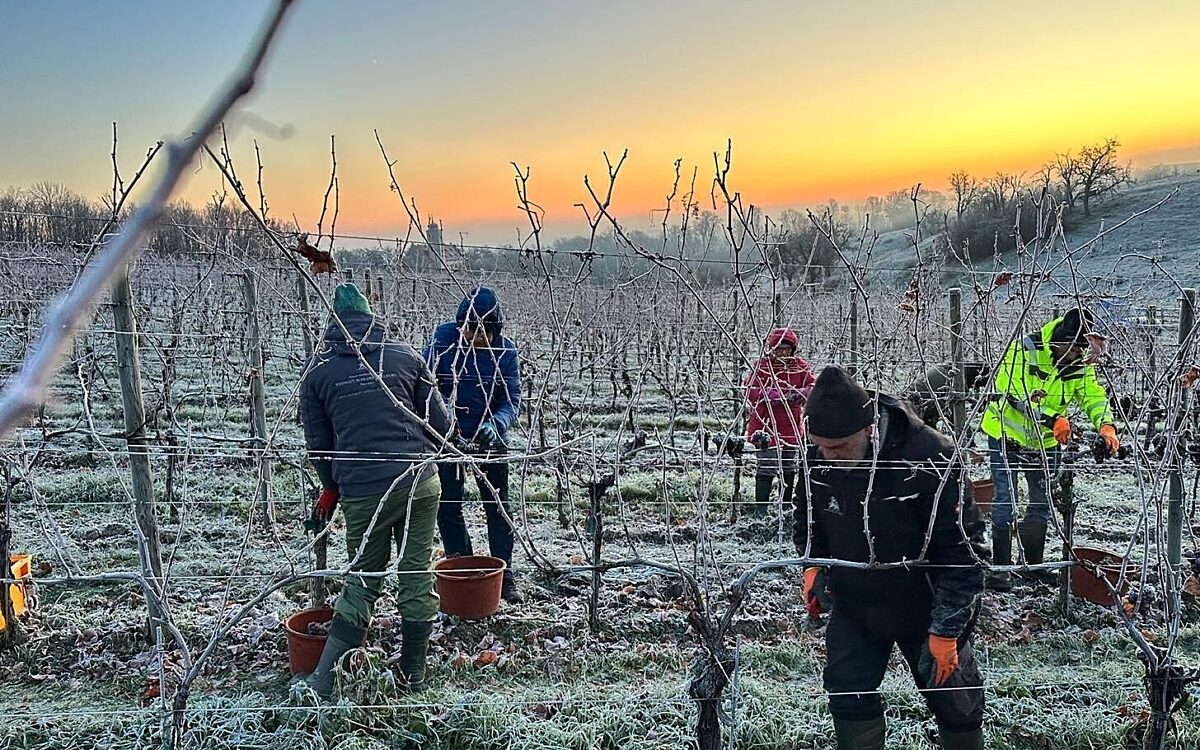Eisweinlese in Volkach