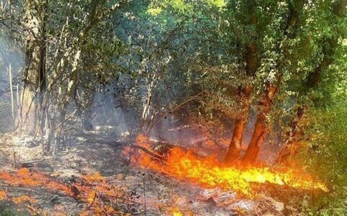 Ein Waldbrand Ein Waldbrand