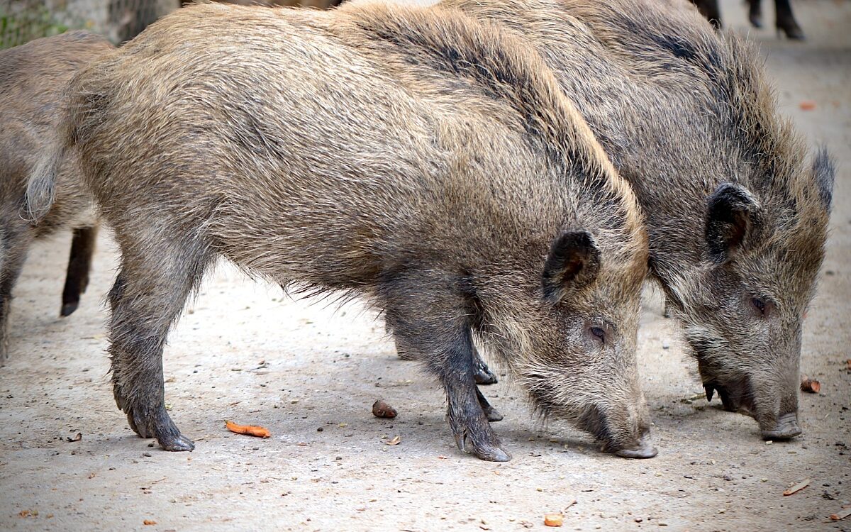 Wildschweine in einem Tierpark Wildschweine in einem Tierpark