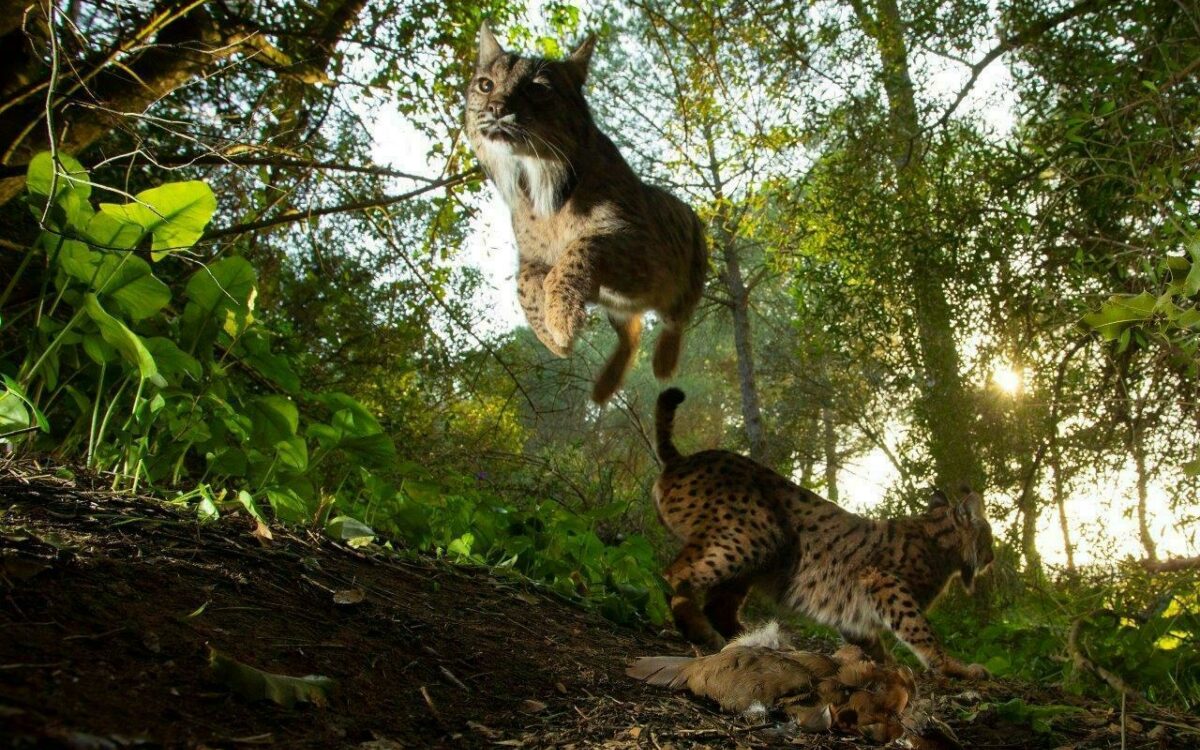 World Press Photo Ausstellung 2021 Kitzingen 3. Preis Einzelfotos Foto: Antonio Pizarro Rodriguez Diario De Sevilla World Press Photo Ausstellung 2021 Kitzingen 3. Preis Einzelfotos Foto: Antonio Pizarro Rodriguez Diario De Sevilla