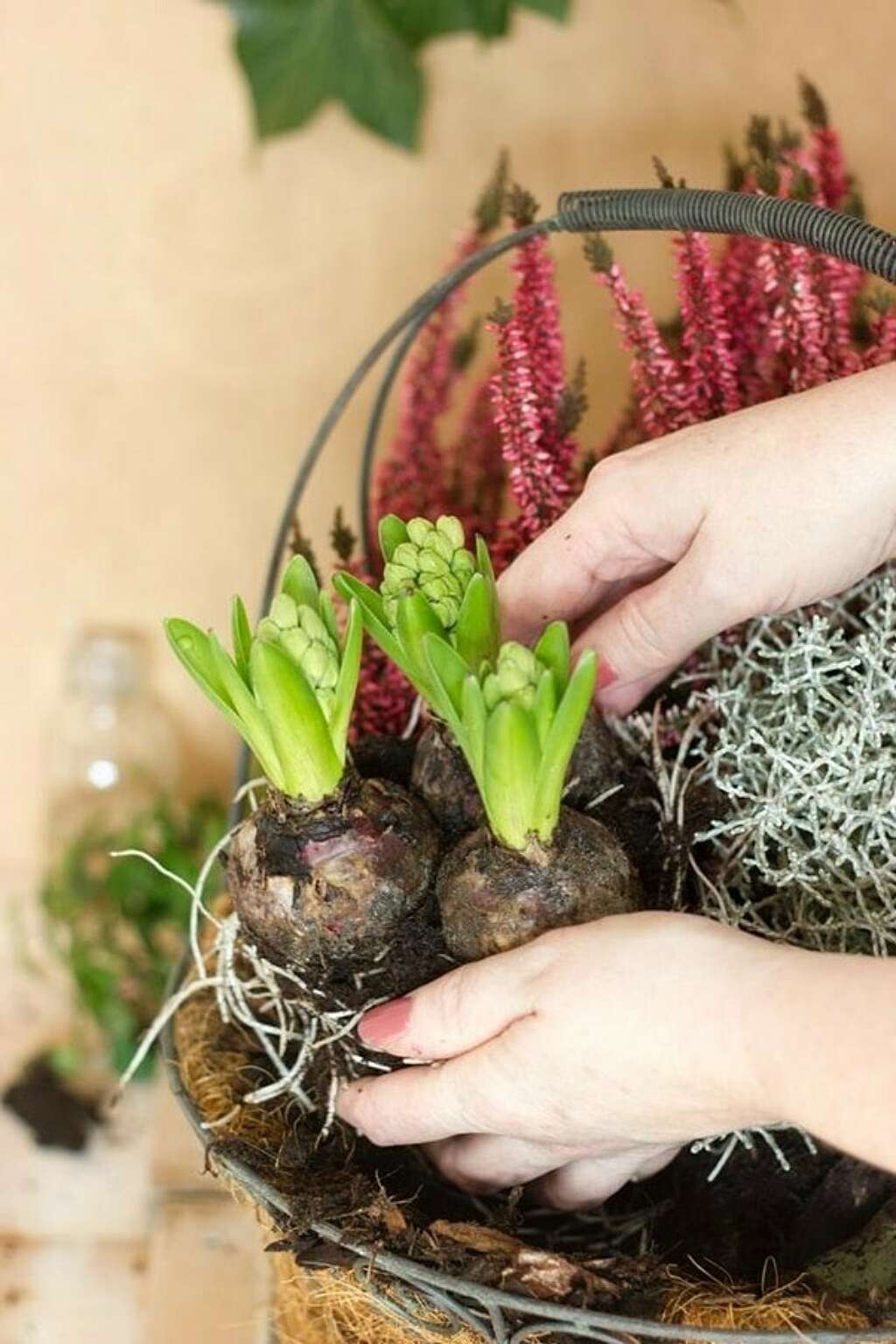 Lilienzwiebeln Servicethema 2 Lilienzwiebeln Servicethema 2